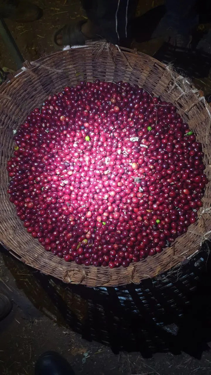 Premium Coffee Export